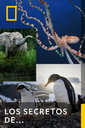 Los secretos de... T1