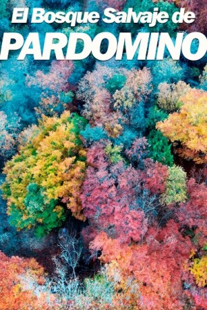 El Bosque Salvaje de Pardomino BDrip XviD Castellano